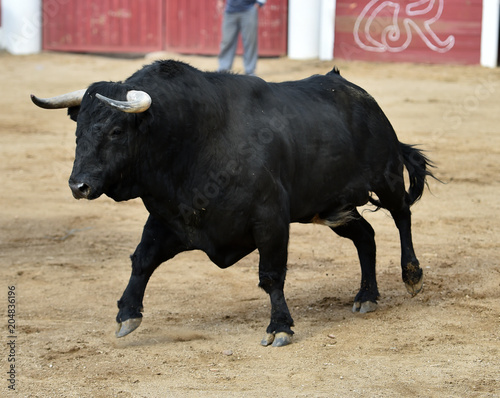 bull