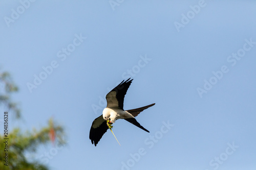 Flying swallow-tailed kite Elanoides forficatus with a Cuban knight anole photo