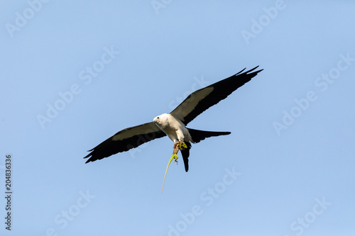 Flying swallow-tailed kite Elanoides forficatus with a Cuban knight anole photo