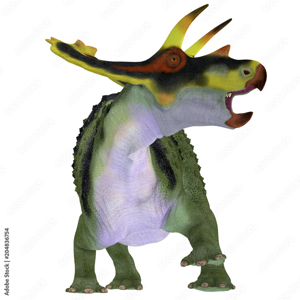 Fototapeta premium Anchiceratops Dinosaur on White - Anchiceratops ornatus was a herbivorous Ceratopsian dinosaur that lived in Alberta, Canada in the Cretaceous Period.