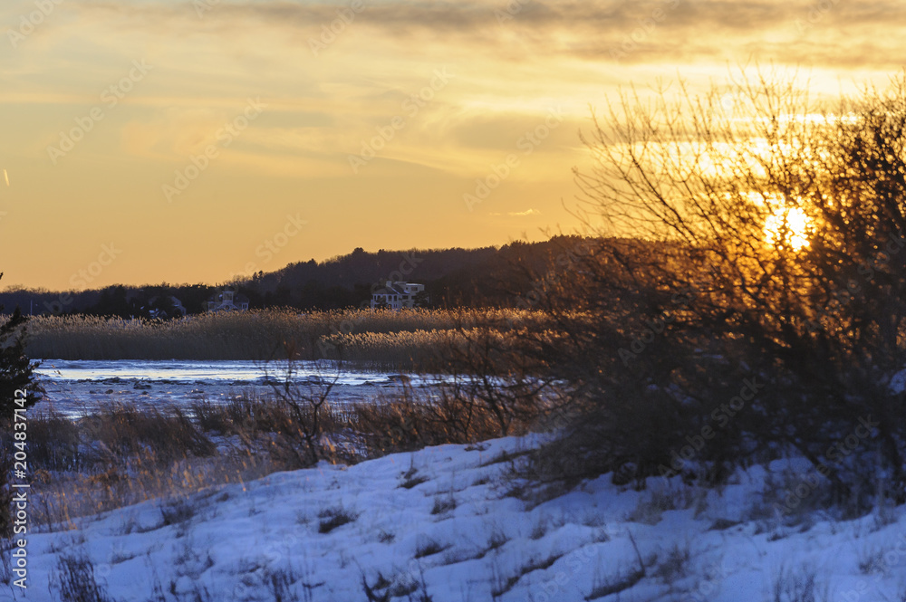 Fototapeta premium Phragmites in marsh being lit by afternoon sun