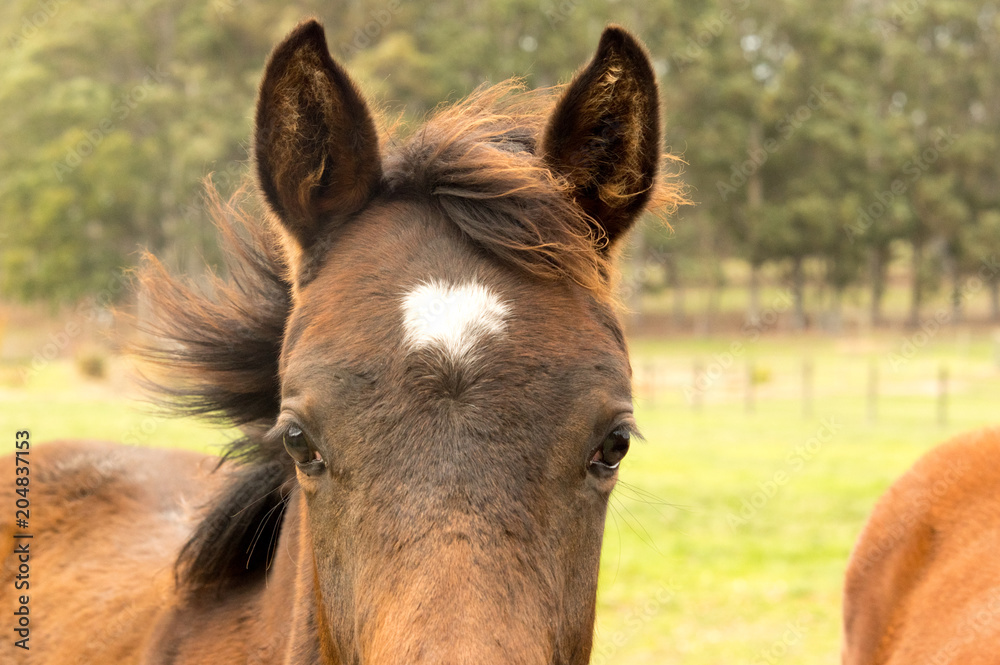 Obraz premium Dark blaze pony head.