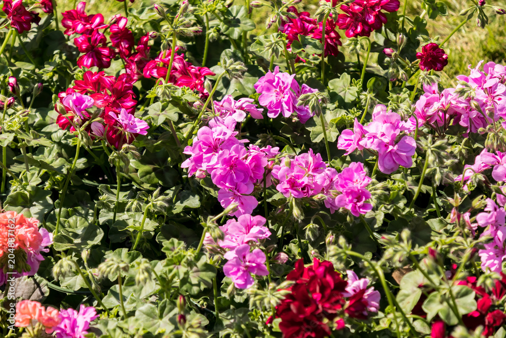 flowering geraniums in a spring flower market