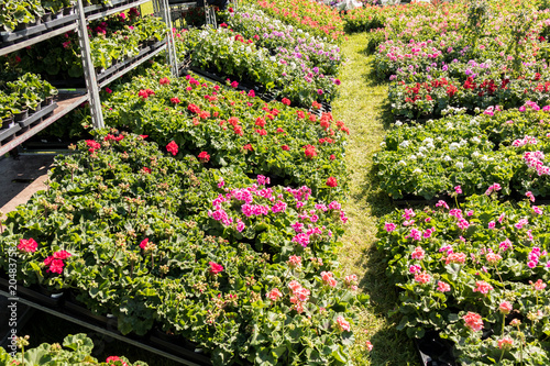 Fototapeta Naklejka Na Ścianę i Meble -  flowering geraniums in a spring flower market