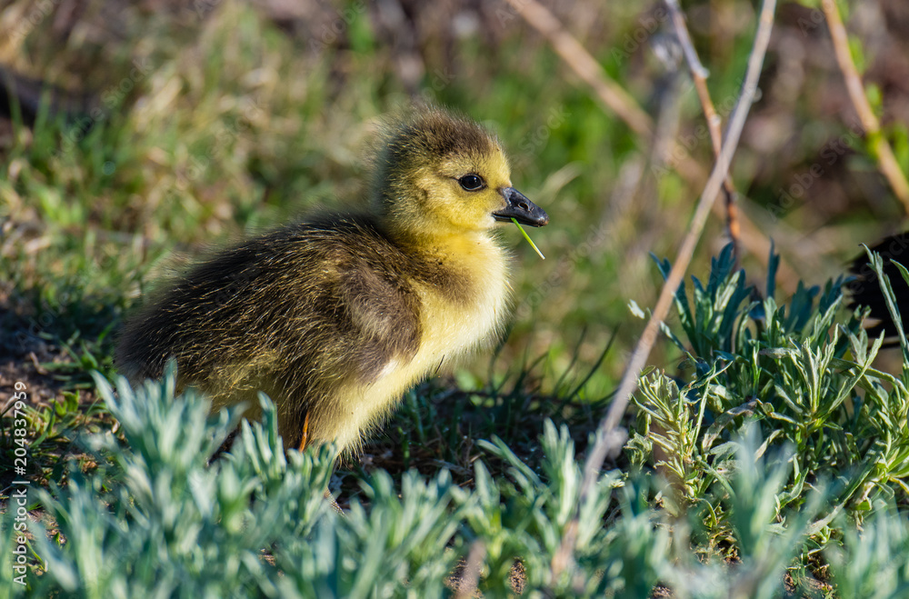 Canada Goose Gosling Exploring its Surroundings Canada Goose Gosling Exploring its Surroundings