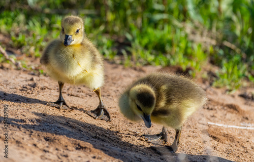Canada Goose Goslings Exploring its Surroundings
