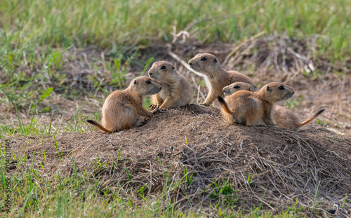 A Black-tailed Prairie Dog Family Gathering at Their Den