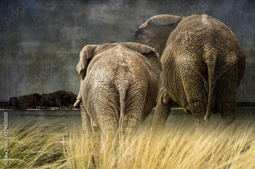 Canvas Print Elephants Weather the Storm