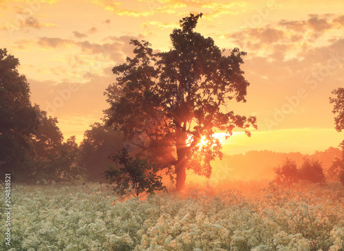 Amazing sunrise over meadow in blossom