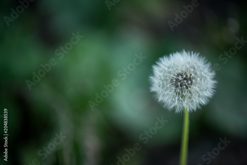 close up view of tender dandelion with blurred background