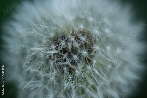 close up view of tender dandelion background