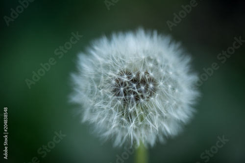 close up view of tender dandelion with blurred background