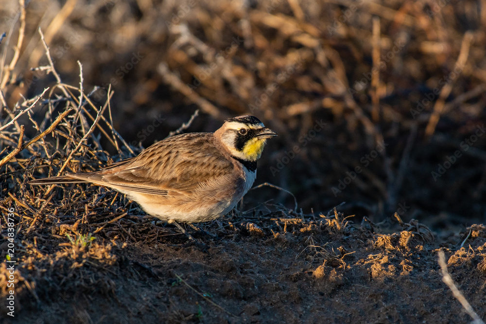 Horned Lark on the Prairie on a Summer Morning Horned Lark on the Prairie on a Summer Morning