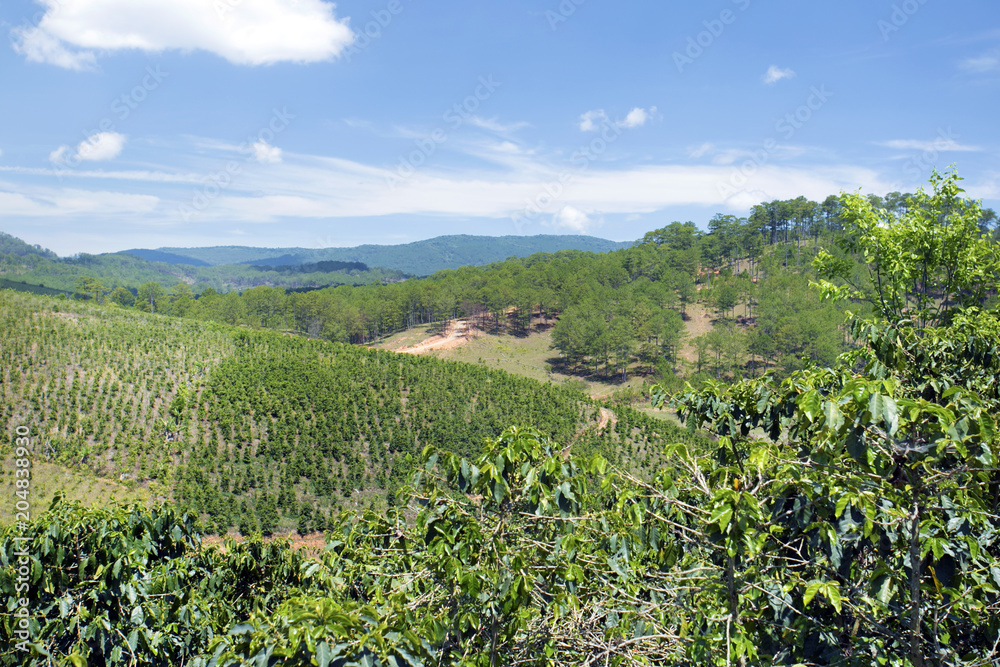Coffee Plantation in Dalat, Vietnam. Travel holiday concept.Agriculture background.