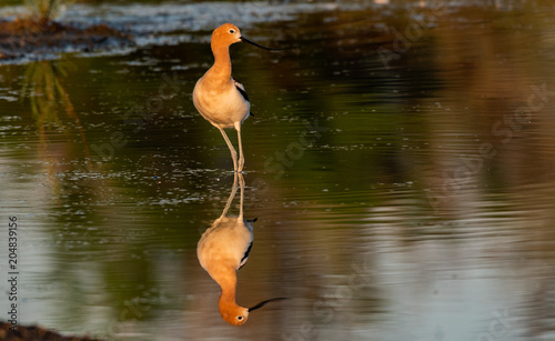 A Beautiful Portrait of an American Avocet at Dawn © Kerry Hargrove