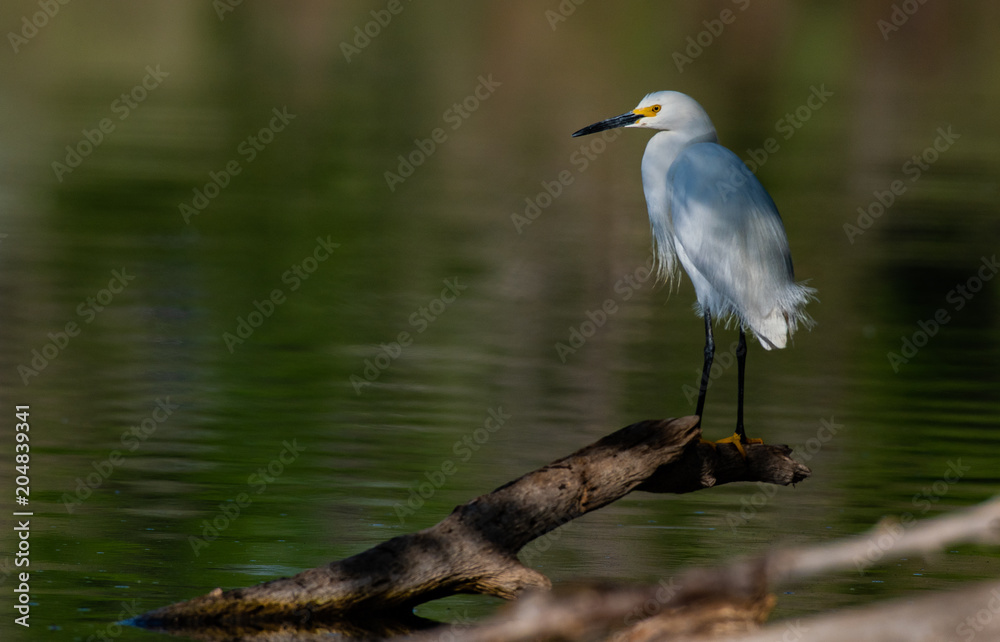 Fototapeta premium A Snowy Egret During Morning Sunlight 