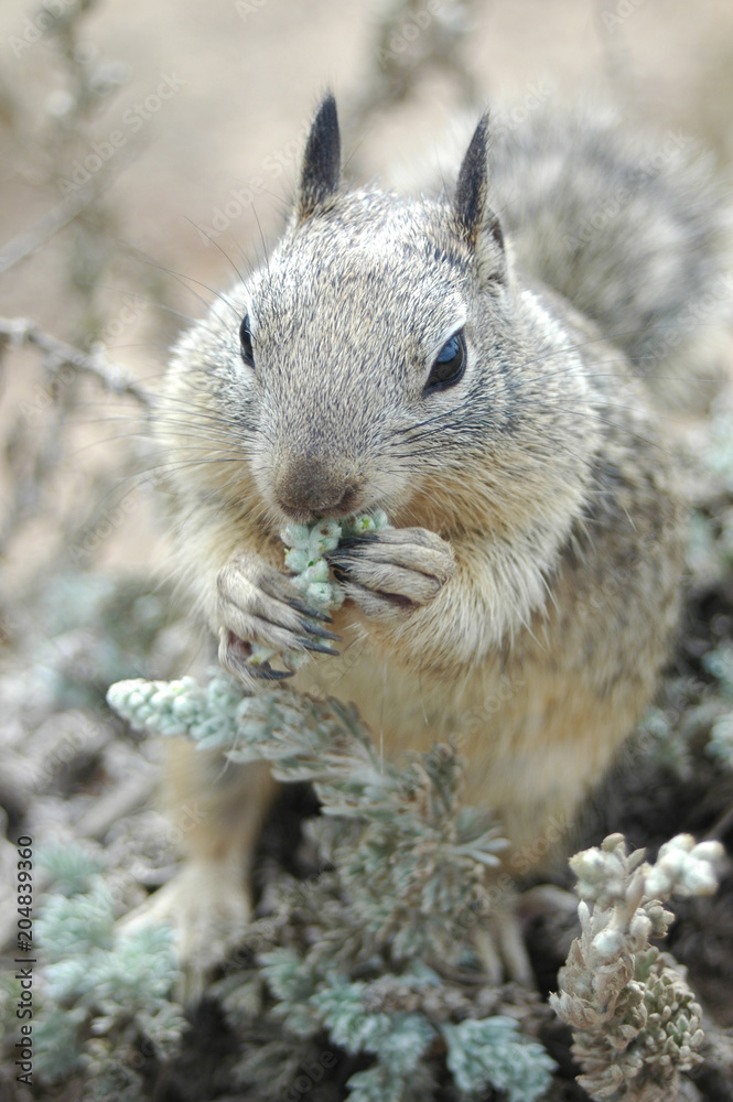 Obraz premium Coastal Sqquirrel 5