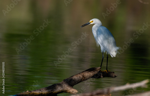 A Snowy Egret at Lake Shore During Morning Sunlight