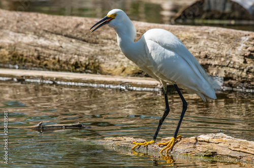 A Snowy Egret Fishing at the Lake