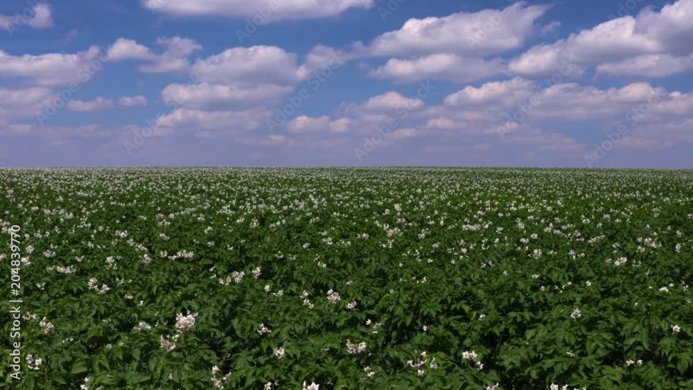Wide potato field with young, flowering potato plants in an agricultural shaped landscape in Saxony, Germany.