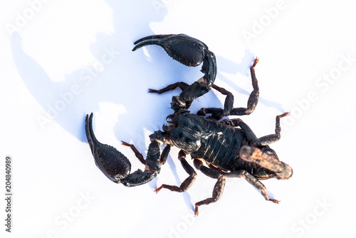 Scorpion on street in the morning,white background. © watchara