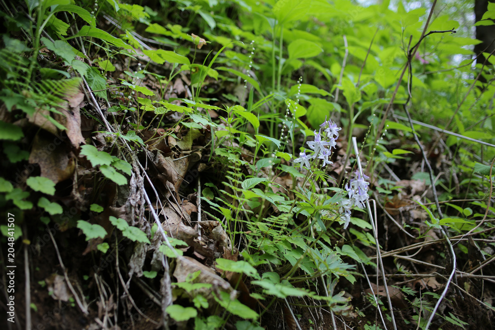 Miterwort and Thyme-Leaved Speedwell Growing on a Forest Floor