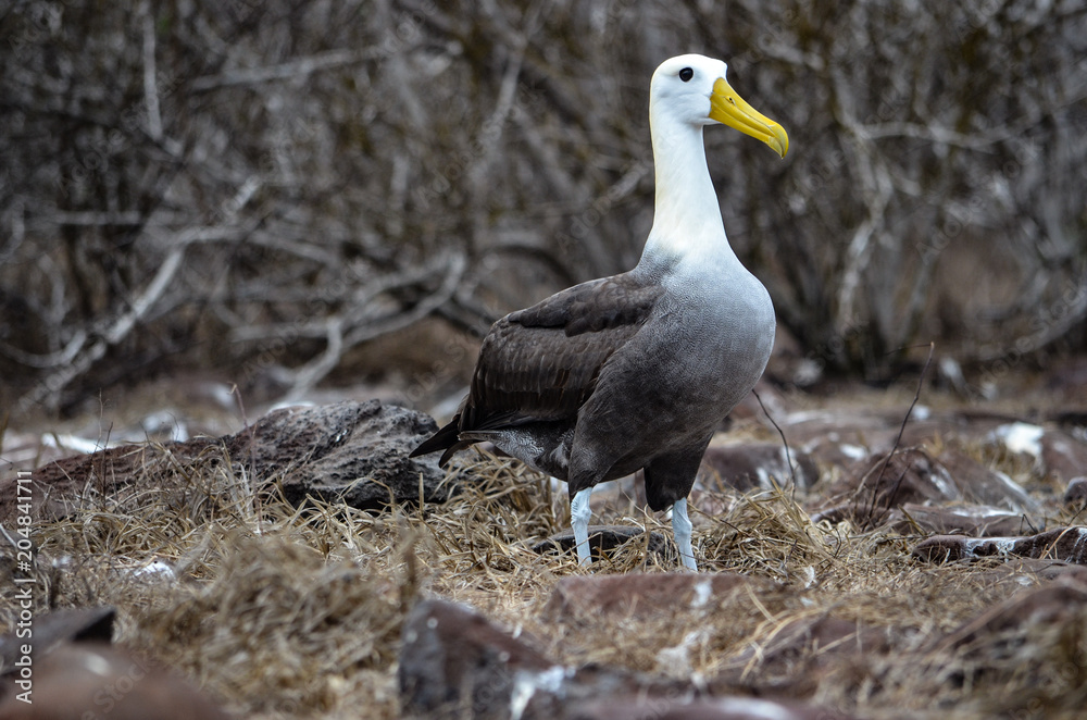 Fototapeta premium Waved Albatross (also known as Galapagos Albatross), in a nesting colony on Isla Española in the Galapagos Islands.