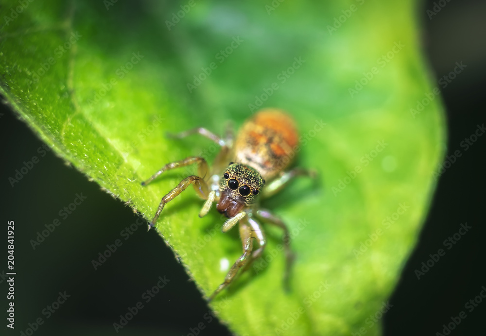 Jumping spiders orange, beautiful on green leaves. Jumping spiders orange, beautiful on green leaves.