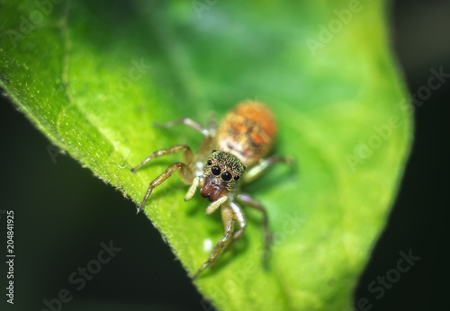 Jumping spiders orange, beautiful on green leaves. © Fluky