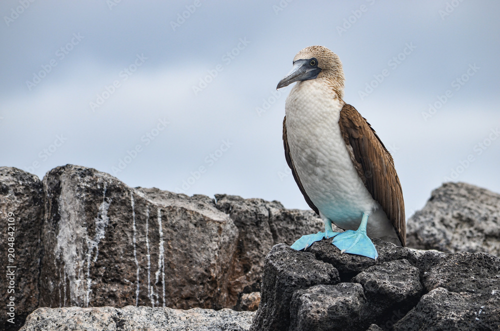 Fototapeta premium Blue-Footed Booby (Sula nebouxii) on the Galapagos Islands, Ecuador