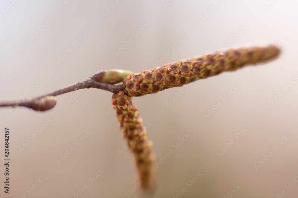 everything comes to life with the arrival of spring everything comes to life with the arrival of spring