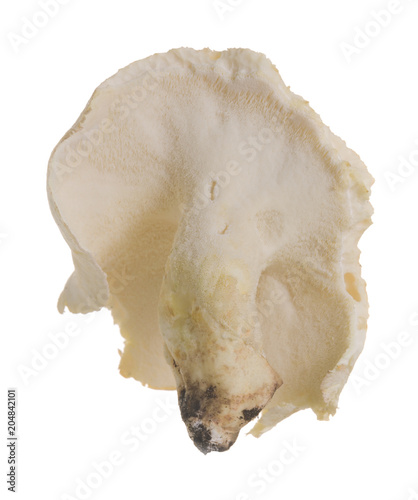 Albatrellaceae mushroom isolated on white background photo