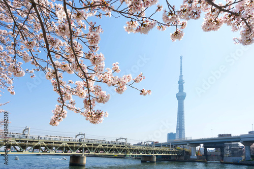 Tokyo Skytree with cherry blossoms at Sumida River.