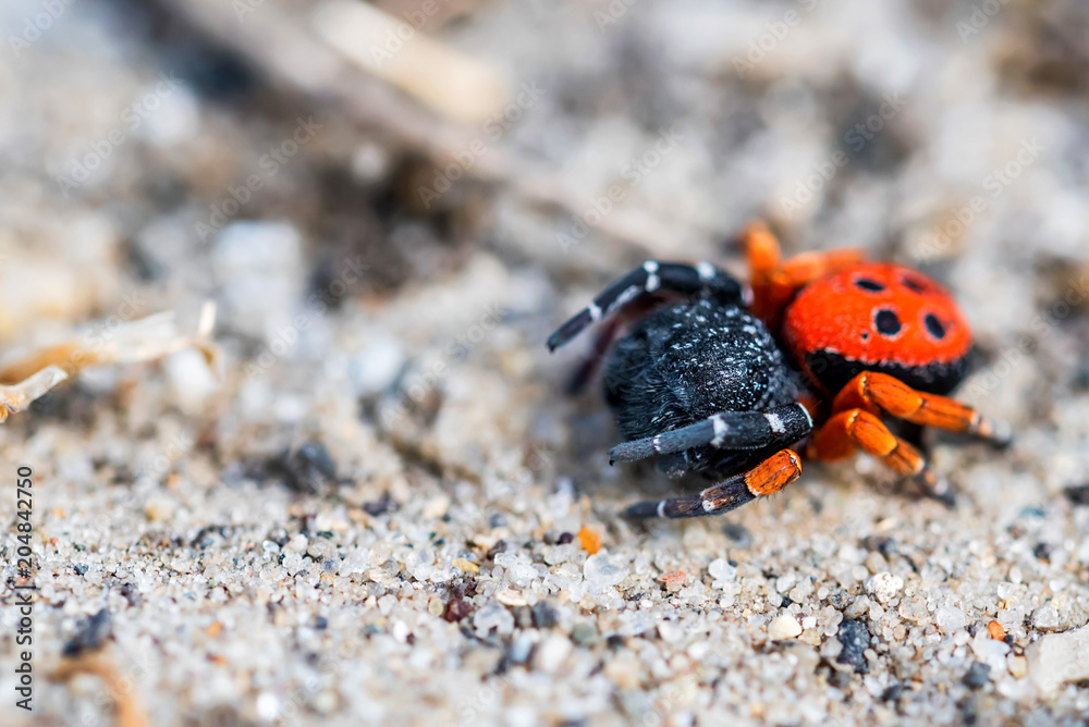 Ladybird spider or Eresus kollari close