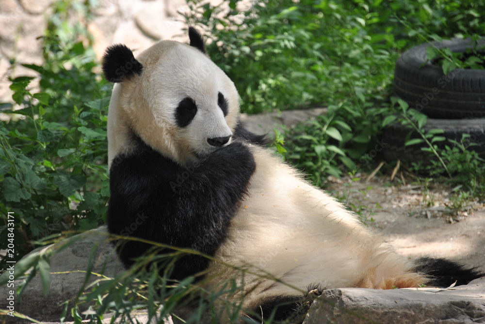 Naklejka premium Panda at the Beijing Zoo