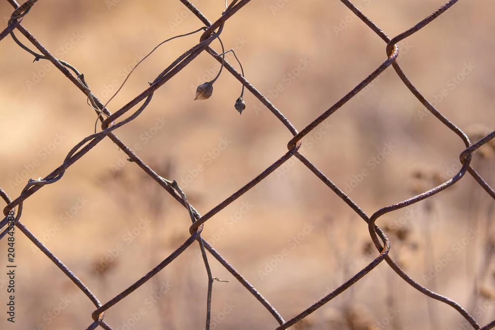 closeup of fragment of rusty chain link fence with dry climbing plant on it