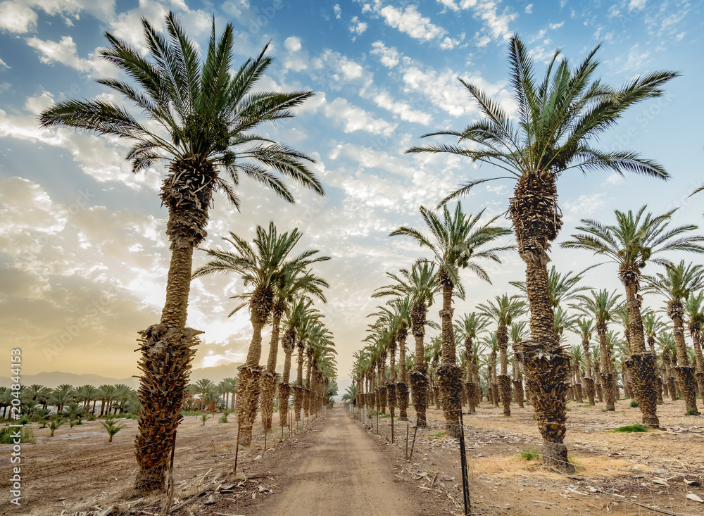 Plantation of date palms. Image depicts advanced tropical agriculture in the Middle East Plantation of date palms. Image depicts advanced tropical agriculture in the Middle East