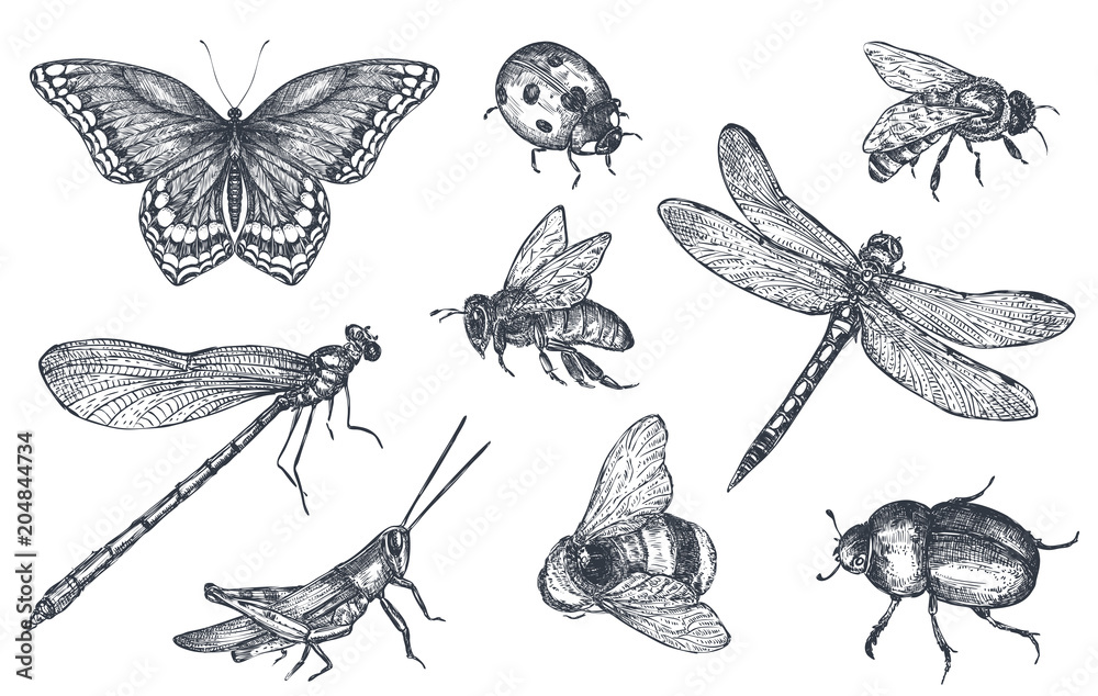 Insects sketch decorative set in sketch style