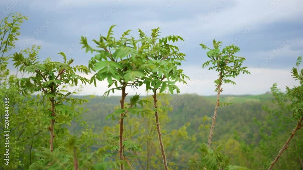Ailanthus Altissima - an invasive sumac species in a valley Ailanthus Altissima - an invasive sumac species in a valley