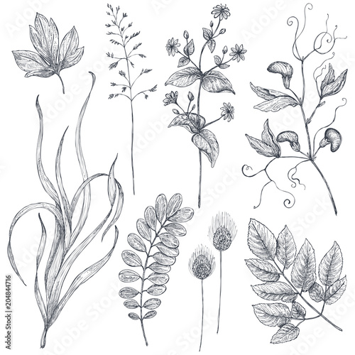 Hand drawn flowers and herbs vector set