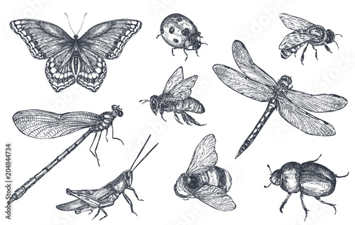 Insects sketch decorative set in sketch style photo