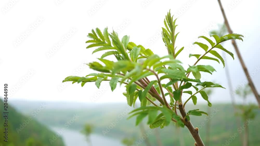 Ailanthus Altissima - an invasive sumac species in a valley Ailanthus Altissima - an invasive sumac species in a valley
