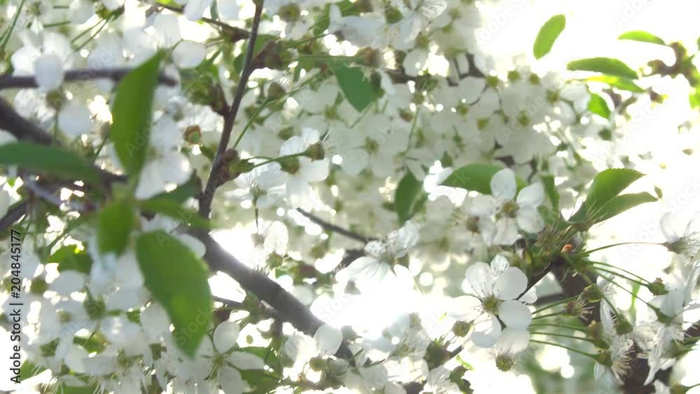 Blossoming cherry tree against the blue sky in spring in a bright sunny warm day Blossoming cherry tree against the blue sky in spring in a bright sunny warm day