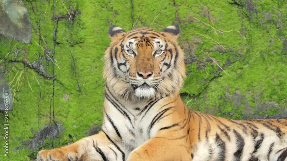 Indochinese tiger was yawning on rock background, filled with moss, in topical rain forest.