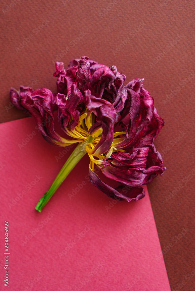 Fototapeta suszone tulipan zbliżenie