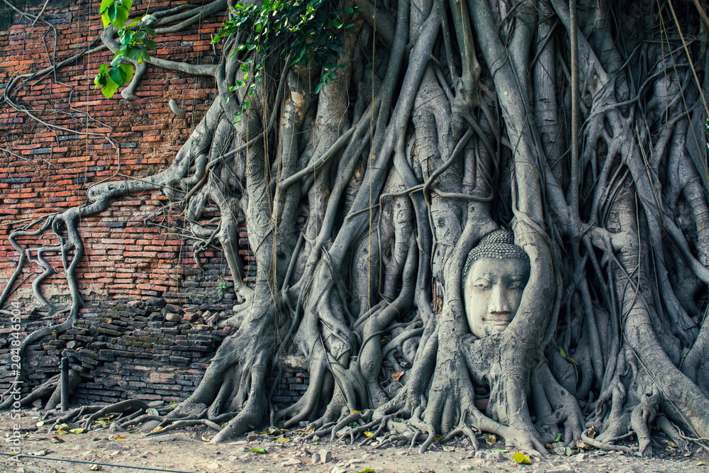Head of Buddha image in tree roots Head of Buddha image in tree roots