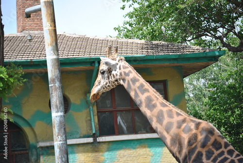 Canvas Print giraffe in zoo