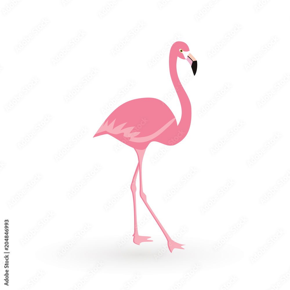 Fototapeta Pink flamingo . Vector illustration .Isolated on white background. Bird illustration design on background.