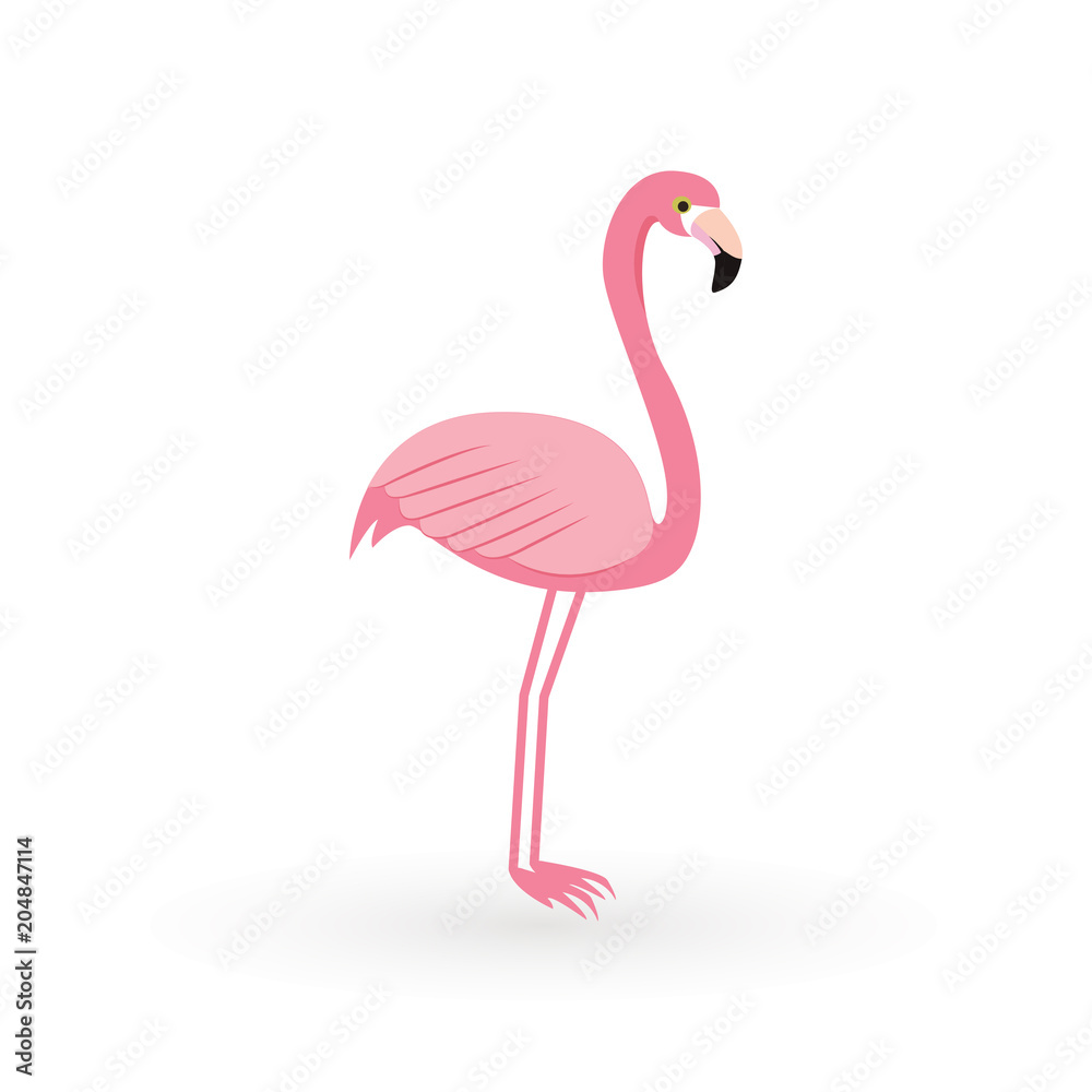 Obraz premium Pink flamingo . Vector illustration .Isolated on white background. Bird illustration design on background.