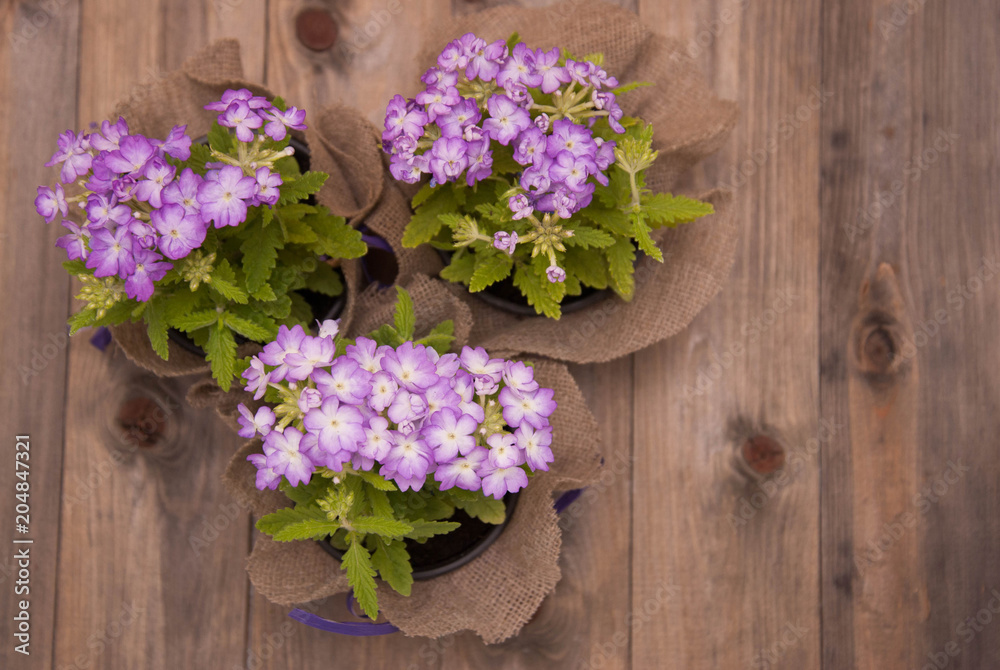 Violet flower Pot with Purple Little Flowers over Rustci wooden Background Flat Lay copy Space